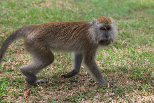 Long-tailed Makake